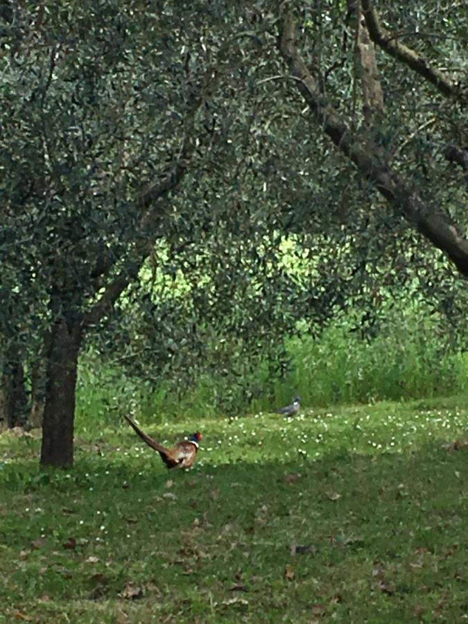 Podere Abbazia B&B Sinalunga Eksteriør billede